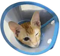 a cat wearing a cone with a blue trim