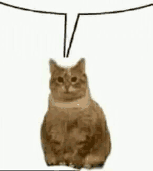 a cat is sitting down with a speech bubble above its head .