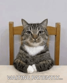 a cat is sitting in a chair with its legs crossed and waiting patiently .
