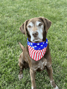 a dog wearing a red white and blue bandana