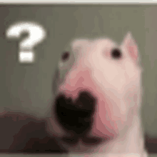 a dog is looking at the camera with a question mark behind it .