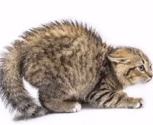 a kitten is playing with a toy on a white surface .