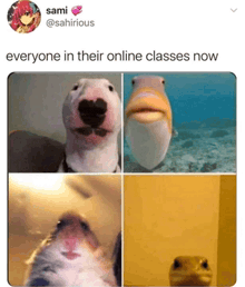 a picture of a dog fish hamster and lizard with the caption everyone in their online classes now