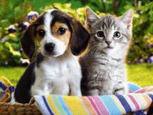 a dog and a kitten are sitting in a basket