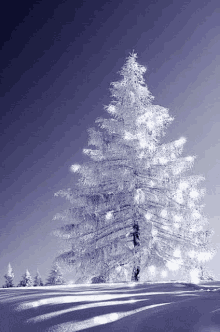 a large snow covered christmas tree with lights on it is in the middle of a snowy field .