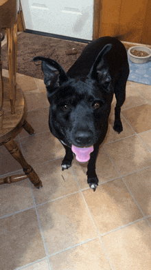 a black dog with a pink tongue sticking out is standing on a tiled floor