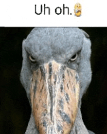 a bird with a large beak is looking at the camera with a funny face .