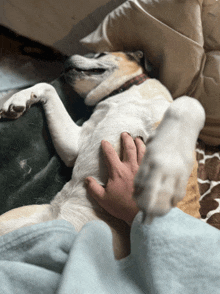 a dog laying on its back with a person 's hand on it