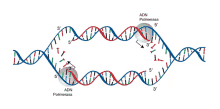 a diagram of adn polymerase and adn polimerasa showing the sequence of adn polymerase