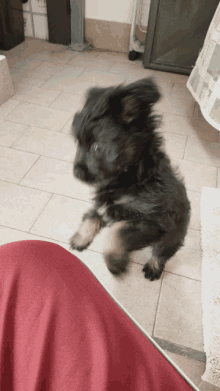 a small black dog is jumping on a person 's lap