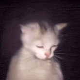 a blurry picture of a white cat with its eyes closed and a black background .