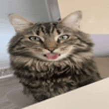 a close up of a cat sticking its tongue out while sitting on a table .