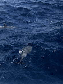 a dolphin is swimming in the ocean with waves