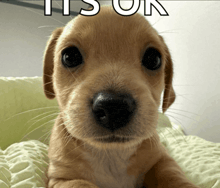 a puppy laying on a bed with the words " it 's ok " written above it