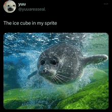 a seal is swimming in the water with a caption that says the ice cube in my sprite
