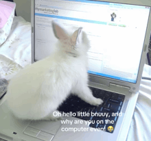 a white rabbit sits on a laptop with a screen that says mymarketinglab on it