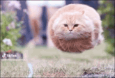 a fat cat is flying through the air in a field .