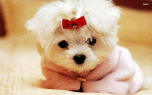 a white dog with a red bow on its head