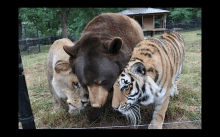 a bear a tiger and a lioness are hugging each other