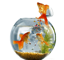 two goldfish are swimming in a fish bowl with a bottle of food in it