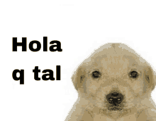 a picture of a puppy with the words hola q tal below it