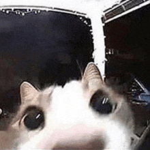 a close up of a cat taking a selfie in front of a car .