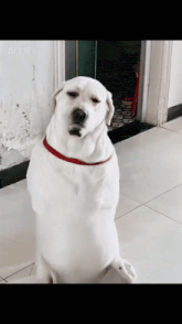 a white dog wearing a red collar is standing on its hind legs