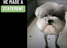 a picture of a dog with the words he made a statement above it