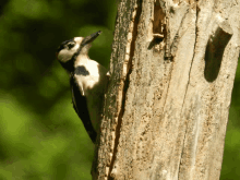 a black and white woodpecker is perched on a tree