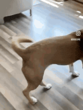a dog is walking on a wooden floor in a living room
