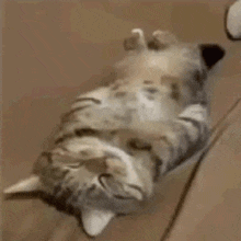 a cat is laying upside down on its back on a wooden floor .