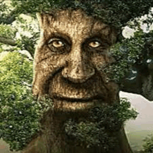 a tree with a face carved into it is surrounded by trees .