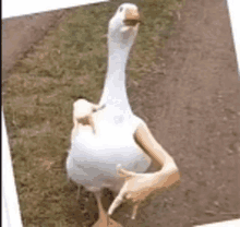 a white goose with fake arms is standing on a dirt path .