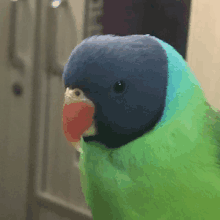 a close up of a green parrot with a blue head