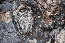 an owl is sitting in a hole in a tree and the word zowl is on the bottom