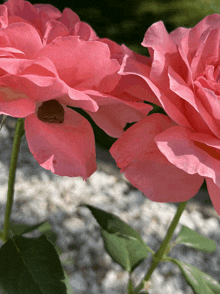 a close up of two pink roses with a green stem