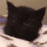 a close up of a black cat laying on a bed