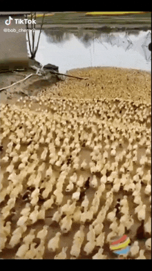 a large flock of ducks are walking in a field near a body of water