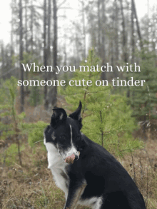 a black and white dog in the woods with the words when you match with someone cute on tinder below it