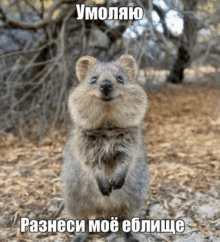 a squirrel standing on its hind legs with a caption in russian