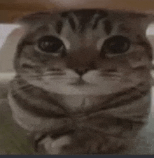 a close up of a cat wearing a bow tie and looking at the camera .