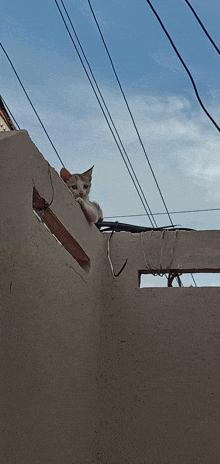 a cat is sitting on top of a wall looking down