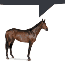 a brown horse with a speech bubble behind it