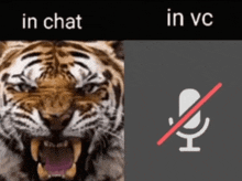 a picture of a tiger with the words in chat and in vc