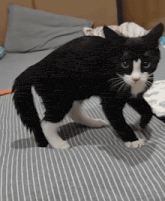 a black and white cat standing on a bed with a striped blanket