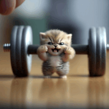 a kitten is holding a dumbbell with its paws