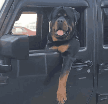 a rottweiler is sticking its head out of a car window .