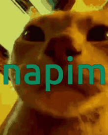 a close up of a cat 's face with the word napim on it