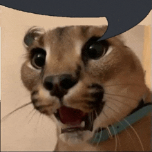 a close up of a cat 's face with its mouth open