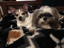 a chihuahua and a shih tzu are laying on a blanket looking at the camera